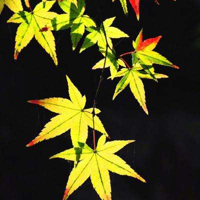 爱体育APPapp下载