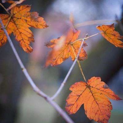 赛车飞艇app截图